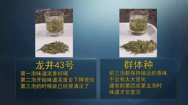 龍井群體種和43號的區(qū)別圖片，龍井43和群體種哪個好喝？