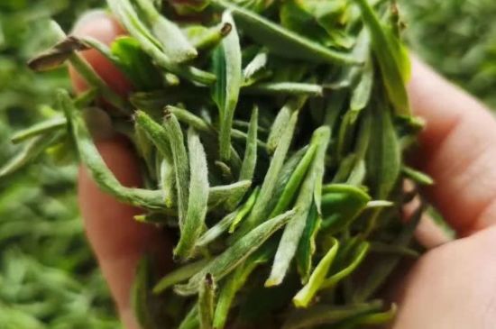 金壇雀舌算不算好茶，金壇雀舌屬于什么檔次茶葉？