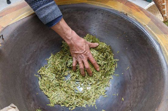 雀舌有一股青草味，雀舌為什么有青草味？