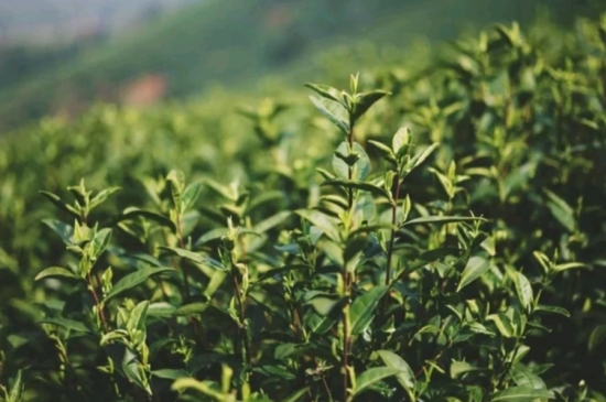 龍井是明前的好還是雨前的好，明前茶和雨前茶哪個(gè)好喝？