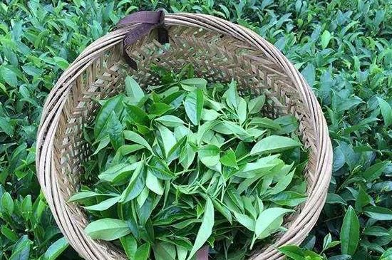鴨屎香單叢雪片茶的特點(diǎn)，鳳凰雪片茶有什么特點(diǎn)？