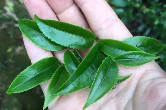 鋸朵仔跟鴨屎香哪個(gè)貴，鋸朵子和鴨屎香哪個(gè)好喝？