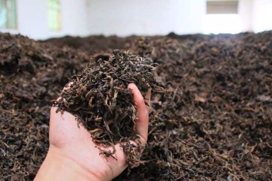 茯磚茶與普洱茶哪個好，茯茶和普洱茶口味區(qū)別