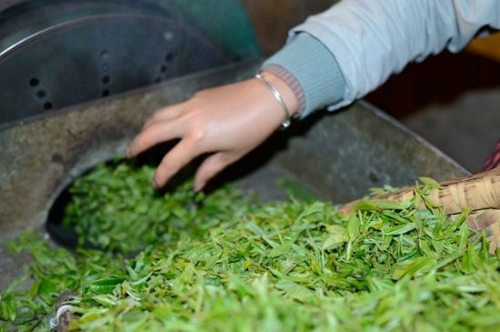 雀舌有一股青草味，雀舌為什么有青草味？