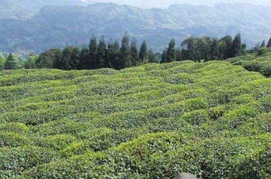 蒙頂山茶種類，蒙頂山哪種茶好？