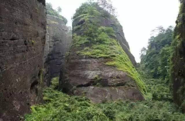 武夷山為什么盛產(chǎn)茶葉，武夷山茶為什么好喝？