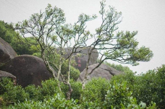 宋種一號(hào)價(jià)值為什么高，鳳凰單樅宋種1號(hào)價(jià)格與產(chǎn)量多少？