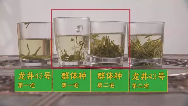 龍井群體種和43號的區(qū)別圖片，龍井43和群體種哪個好喝？
