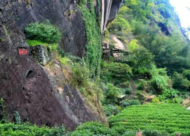 武夷山為什么盛產(chǎn)茶葉，武夷山茶為什么好喝？