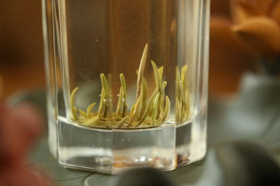 踏雪蘭妃是什么茶，踏雪蘭妃是哪里的茶葉?