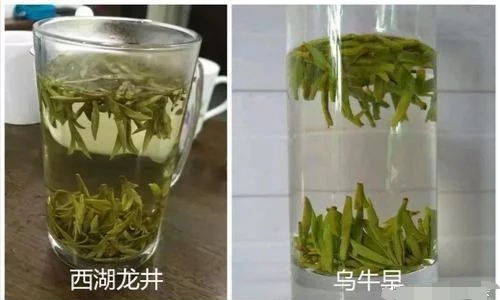 烏牛早和龍井的區(qū)別圖片，龍井43號和烏牛早茶的對比