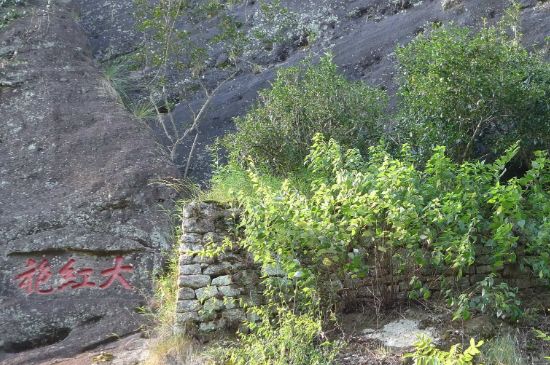 母樹大紅袍給誰喝了，為什么母樹大紅袍叫三棵六株？