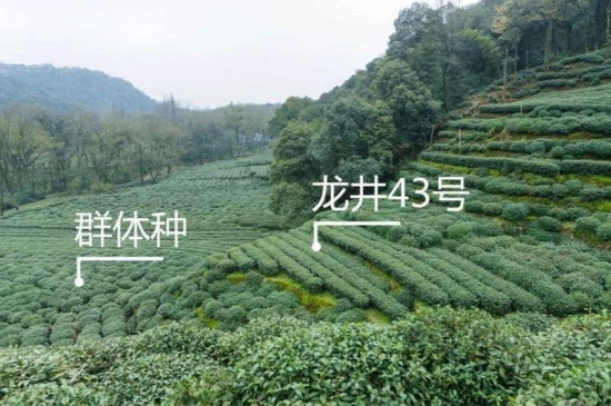 43號(hào)龍井屬于好茶嗎，龍井茶43號(hào)是什么意思？