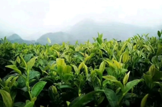 一天3杯紅茶抗癌，常飲紅茶對身體有好處！