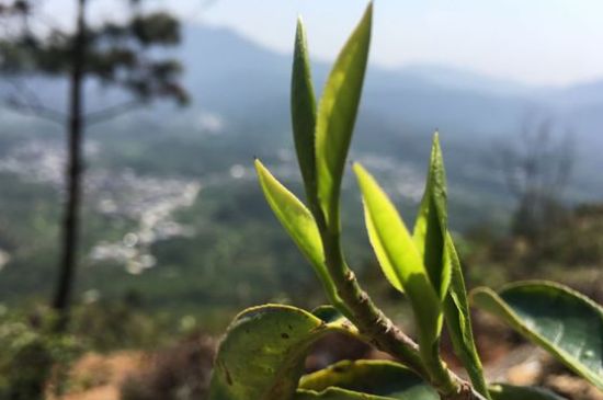 鳳凰單樅什么人不能喝，哪些人不能飲單叢茶