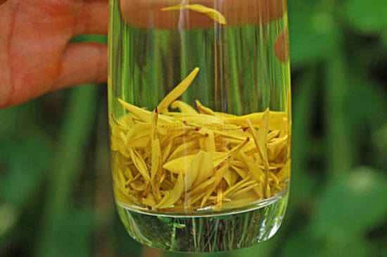 茶中奇葩黃金芽，安吉白茶中黃金芽的特點(diǎn)