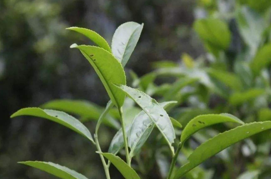 單叢茶十大香型以及常見品種大全，潮安鳳凰單樅十大名香歸類