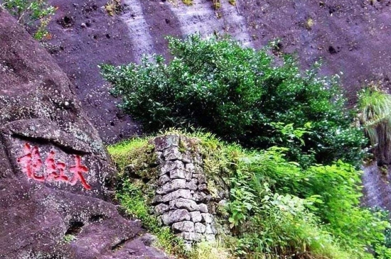 宋種一號(hào)價(jià)值為什么高，鳳凰單樅宋種1號(hào)價(jià)格與產(chǎn)量多少？
