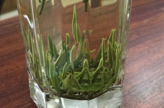 竹葉青和雀舌哪個(gè)貴，竹葉青茶貴嗎？