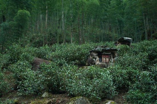 300塊錢的金駿眉能喝嗎，兩三百多金駿眉和一千多區(qū)別