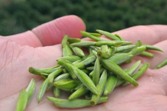 什么綠茶茶葉唇齒留香，哪個(gè)品種綠茶香氣好？