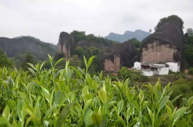 武夷山為什么盛產(chǎn)茶葉，武夷山茶為什么好喝？