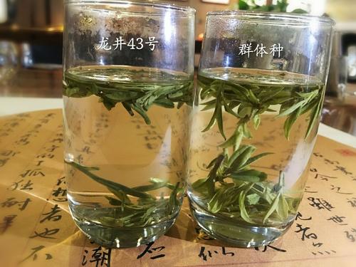 烏牛早和龍井的區(qū)別圖片，龍井43號和烏牛早茶的對比