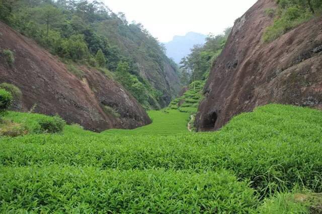 武夷山為什么盛產(chǎn)茶葉，武夷山茶為什么好喝？