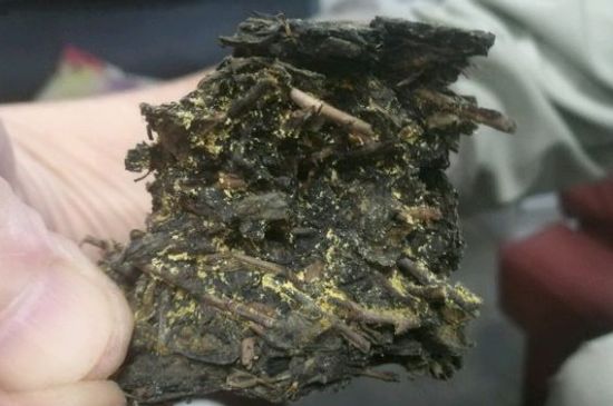 伏茶里的金花是黃曲霉素嗎，金花茯茶里的是什么菌