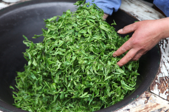 潮汕炒茶屬于什么茶，潮汕炒茶是綠茶嗎？