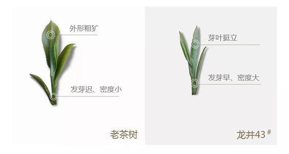 43號(hào)龍井屬于好茶嗎，龍井茶43號(hào)是什么意思？