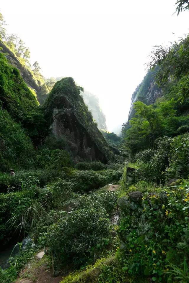 武夷山為什么盛產(chǎn)茶葉，武夷山茶為什么好喝？