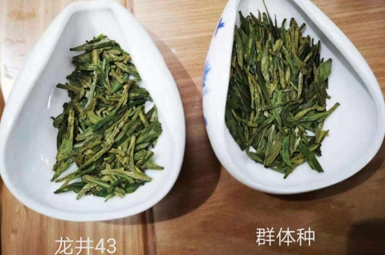 43號(hào)龍井屬于好茶嗎，龍井茶43號(hào)是什么意思？