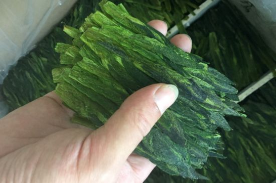 什么綠茶味道濃香，那個綠茶比較濃香？