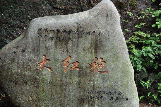 母樹大紅袍給誰喝了，為什么母樹大紅袍叫三棵六株？