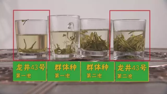 烏牛早和龍井的區(qū)別圖片，龍井43號和烏牛早茶的對比