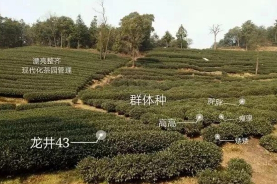 43號(hào)龍井屬于好茶嗎，龍井茶43號(hào)是什么意思？