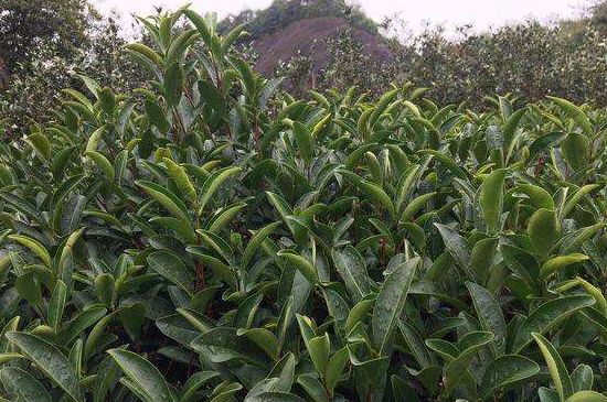 馬頭巖肉桂是大紅袍嗎，大紅袍肉桂屬于什么茶？