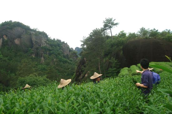 肉桂茶和大紅袍哪個貴，武夷山肉桂與大紅袍的價格比較