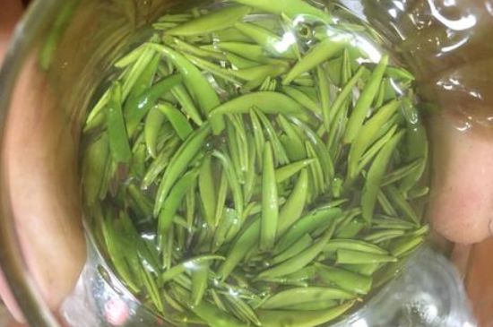 雀舌有一股青草味，雀舌為什么有青草味？