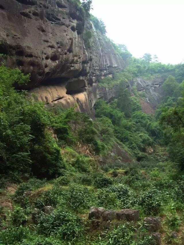 武夷山為什么盛產(chǎn)茶葉，武夷山茶為什么好喝？