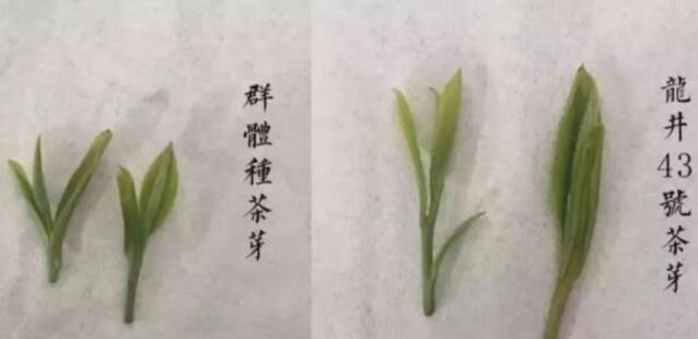 43號(hào)龍井屬于好茶嗎，龍井茶43號(hào)是什么意思？
