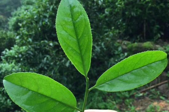 鋸朵仔跟鴨屎香哪個(gè)貴，鋸朵子和鴨屎香哪個(gè)好喝？