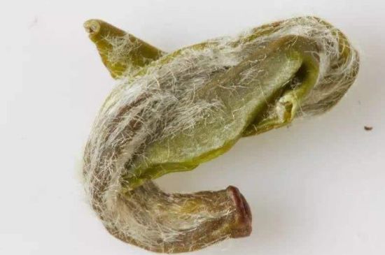 羊巖勾青是綠茶嗎，羊巖勾青茶屬于什么茶？