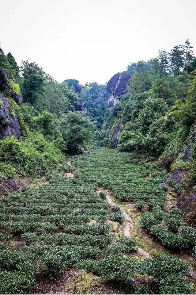武夷山為什么盛產(chǎn)茶葉，武夷山茶為什么好喝？