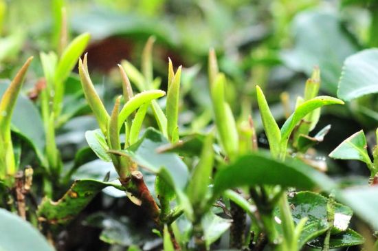 單樅茶什么季節(jié)最好喝，鳳凰單叢茶春茶好還是秋茶好？