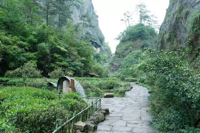 武夷山為什么盛產(chǎn)茶葉，武夷山茶為什么好喝？