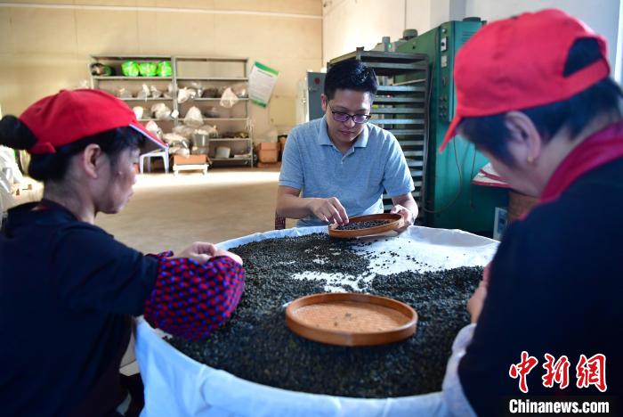 圖為張?jiān)涝谏a(chǎn)車間內(nèi)與工人一起查看茶葉品質(zhì)?！埍?攝